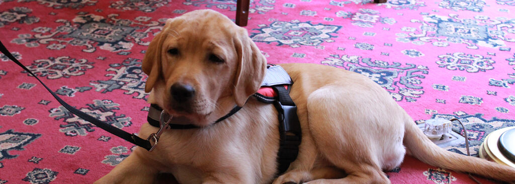 therapy dog