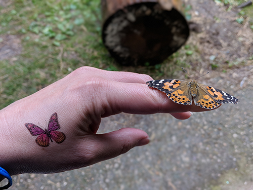 Butterfly on Hand